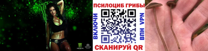 Псилоцибиновые грибы Psilocybe  Купить где  Дятьково 